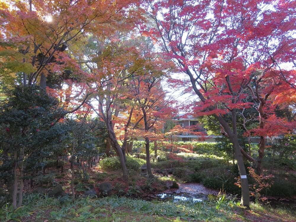 区内で紅葉スポットの穴場となっている大田区立蘇峰公園内に当館はあります。公園の散策や記念撮影とともにご来館ください。